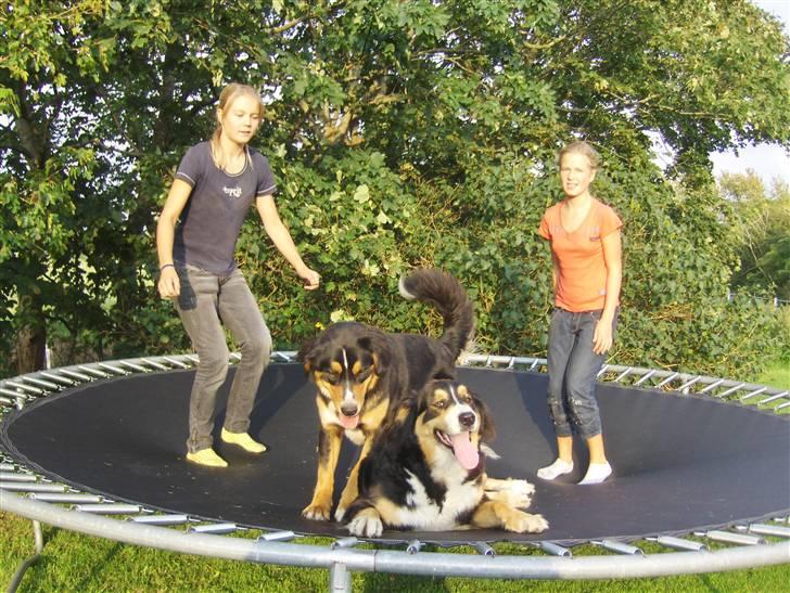 Berner sennenhund Afrodite billede 19