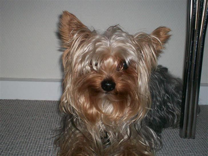 Yorkshire terrier Georgio Armani billede 15