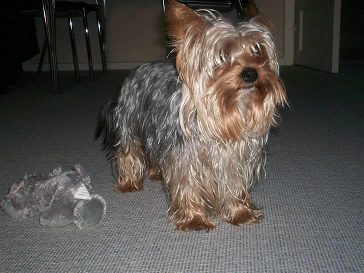 Yorkshire terrier Georgio Armani billede 16