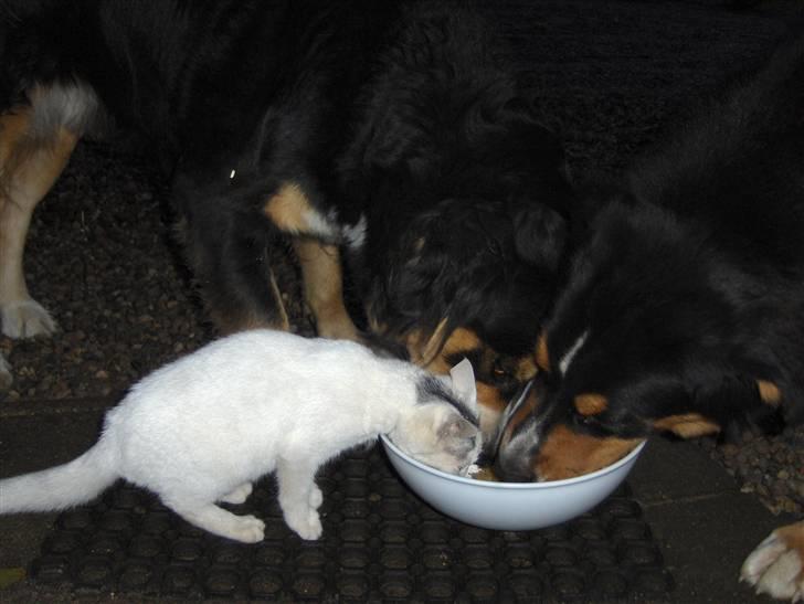 Berner sennenhund Afrodite billede 20