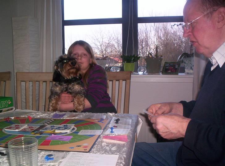 Gravhund Cæsar - Det Her ser da ud til at være let nok billede 3