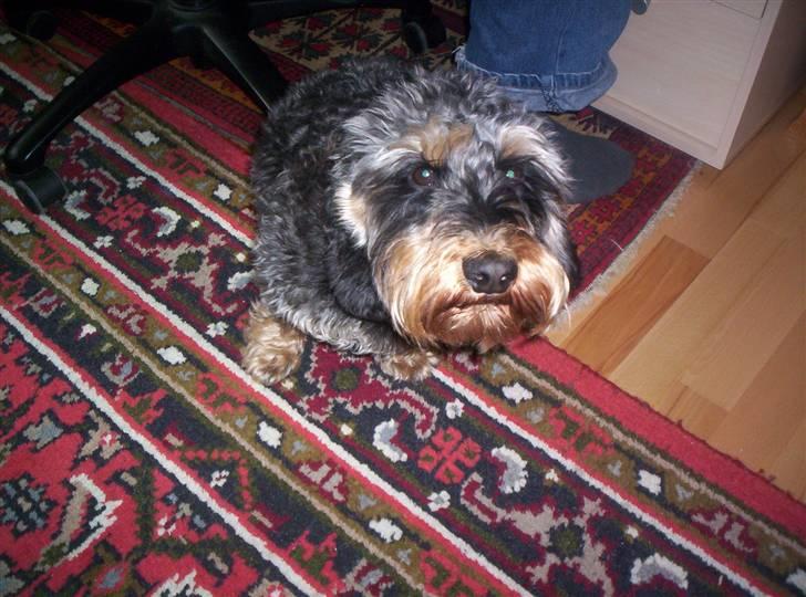 Gravhund Cæsar - Nærbillede:) billede 4