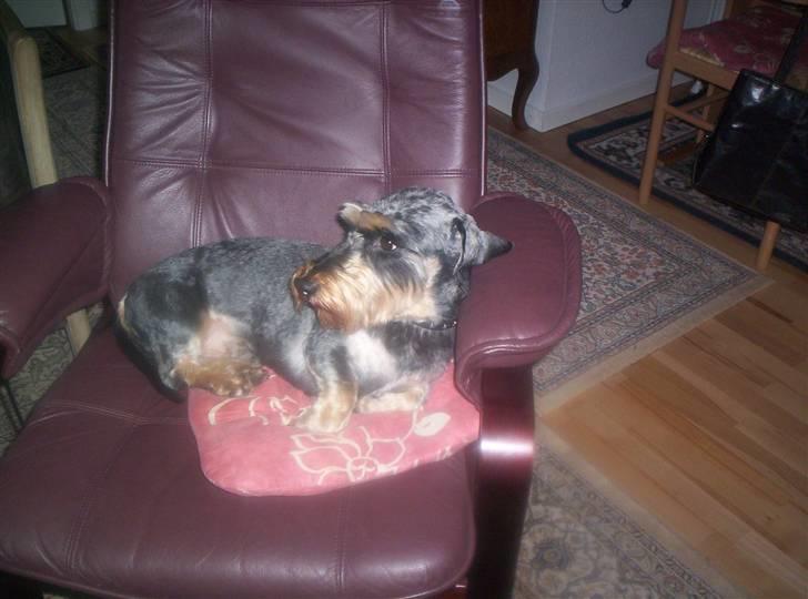 Gravhund Cæsar - Ligger i en dejlig stol billede 5