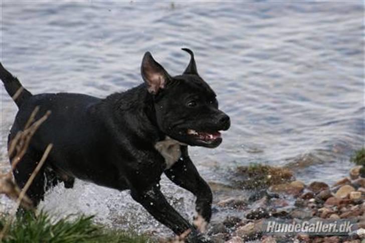 Staffordshire bull terrier Cody billede 1