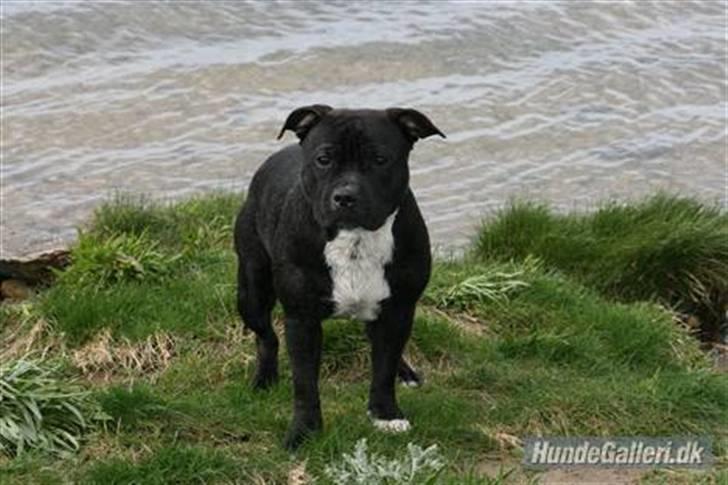 Staffordshire bull terrier Cody billede 2