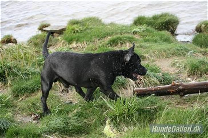 Staffordshire bull terrier Cody billede 3