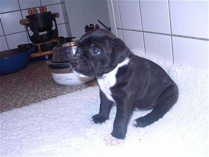 Staffordshire bull terrier Cody billede 4