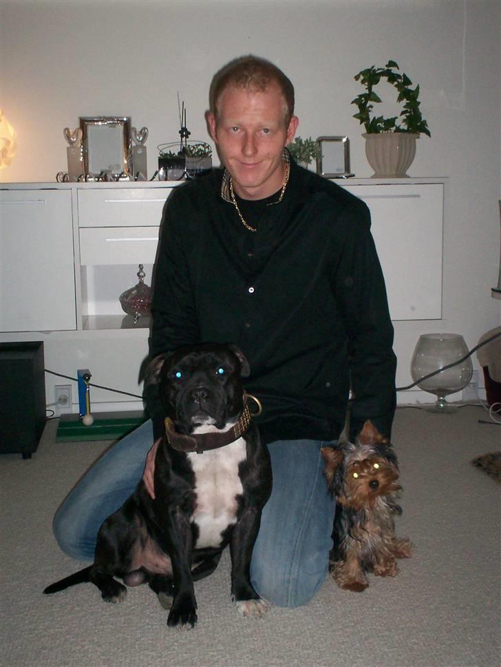 Staffordshire bull terrier Cody billede 5