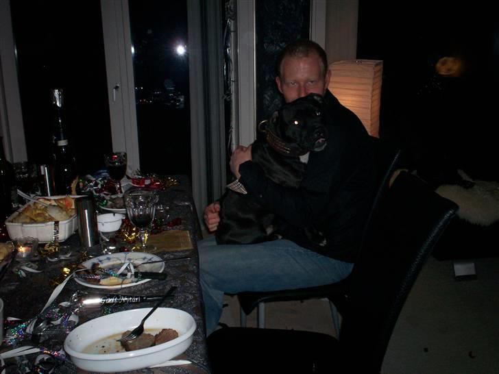 Staffordshire bull terrier Cody billede 6