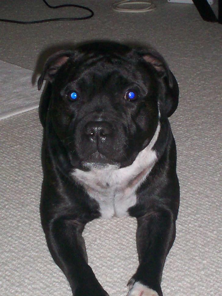 Staffordshire bull terrier Cody billede 7