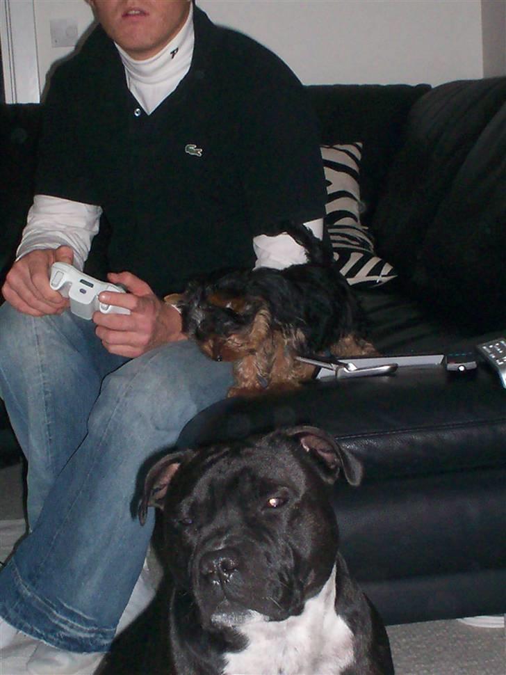 Staffordshire bull terrier Cody billede 8