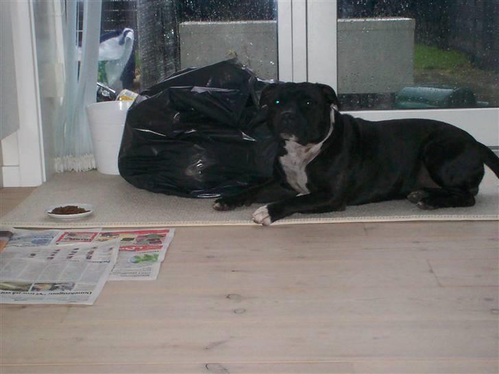 Staffordshire bull terrier Cody billede 9
