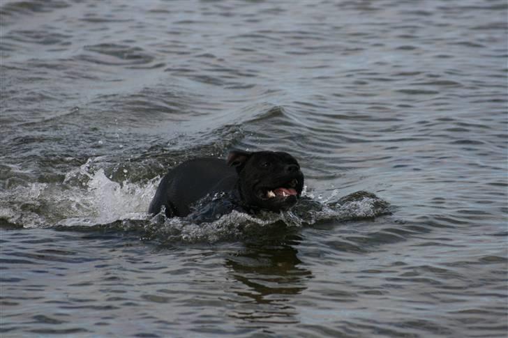 Staffordshire bull terrier Cody billede 10
