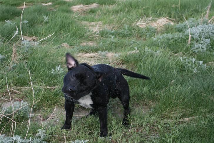 Staffordshire bull terrier Cody billede 11