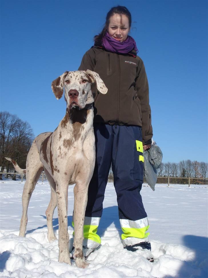 Grand danois Liva - vestvolden 17 feb. 2009 billede 13