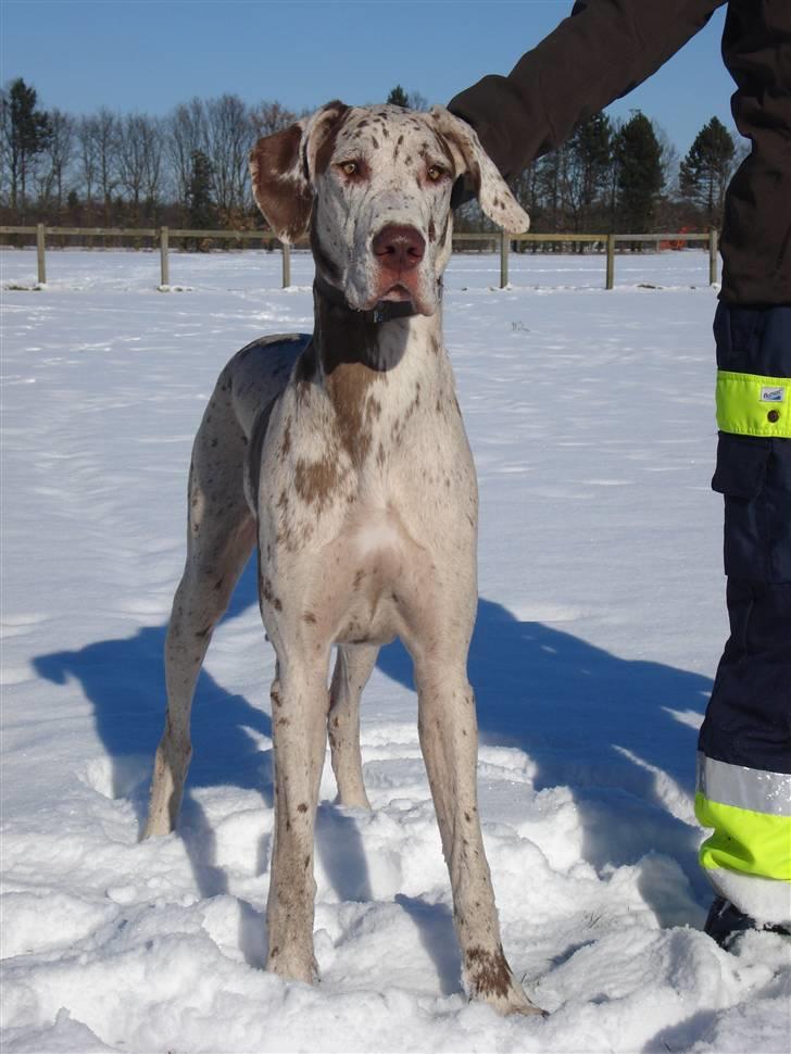Grand danois Liva - vestvolden 17 feb. 2009 billede 14