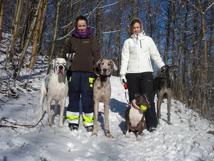 Grand danois Liva - gåtur i sneen på Vestvolden 17. Febuar 2009 billede 15