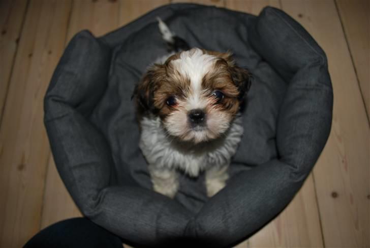 Shih tzu Champ billede 1