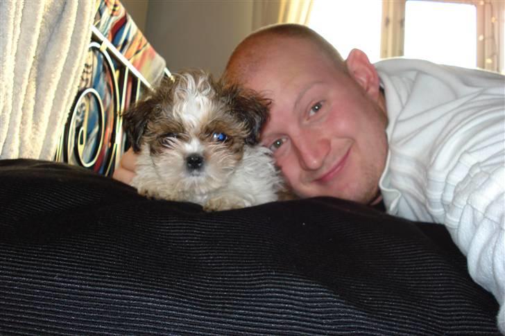 Shih tzu Champ billede 2
