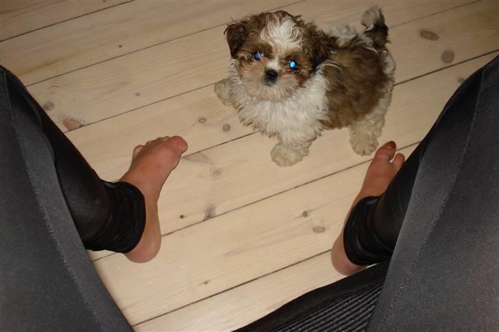 Shih tzu Champ billede 3