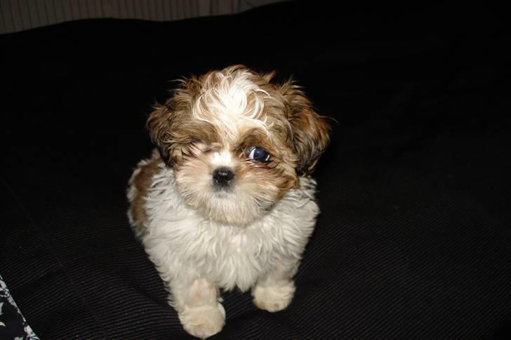 Shih tzu Champ billede 4