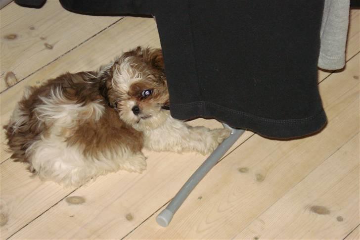 Shih tzu Champ billede 5