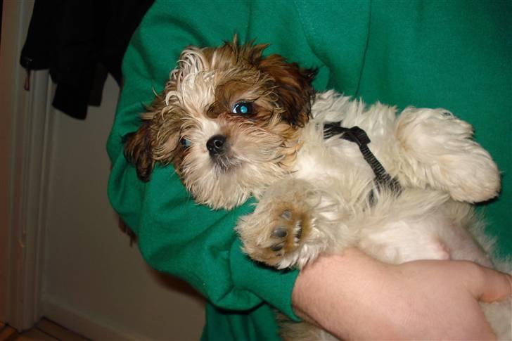 Shih tzu Champ billede 6