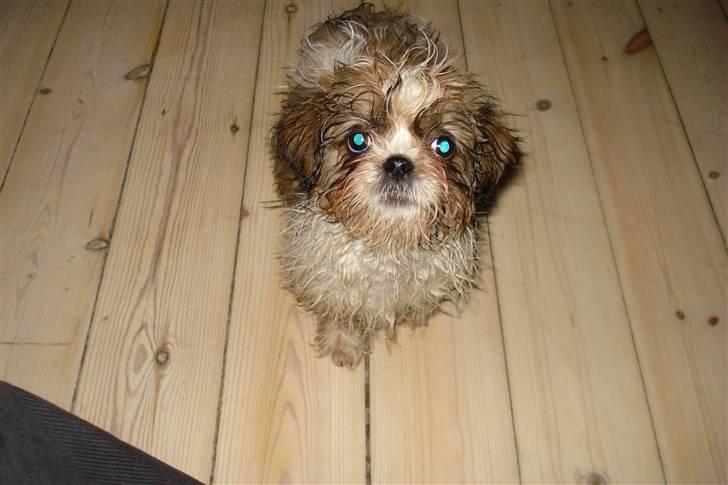 Shih tzu Champ billede 7
