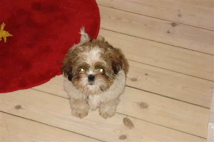 Shih tzu Champ billede 8