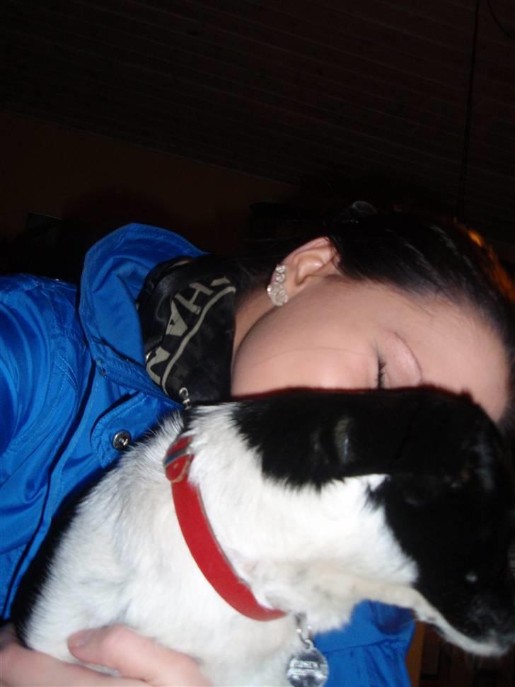 Dansk svensk gaardhund *Tøsen* billede 12