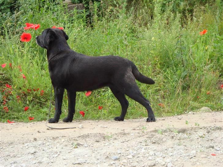 Labrador retriever Petit Deor's O'Mega - "Se der! Sissel, kig. Se lige den fugl - lige der!" billede 11