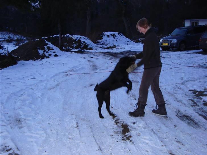 Labrador retriever Petit Deor's O'Mega - Hehe. Jubelnørd xD billede 12