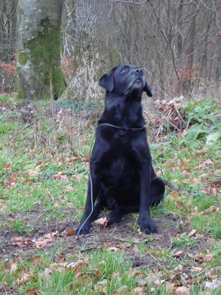 Labrador retriever Petit Deor's O'Mega - Se, hvor dummy´en flyver! billede 13