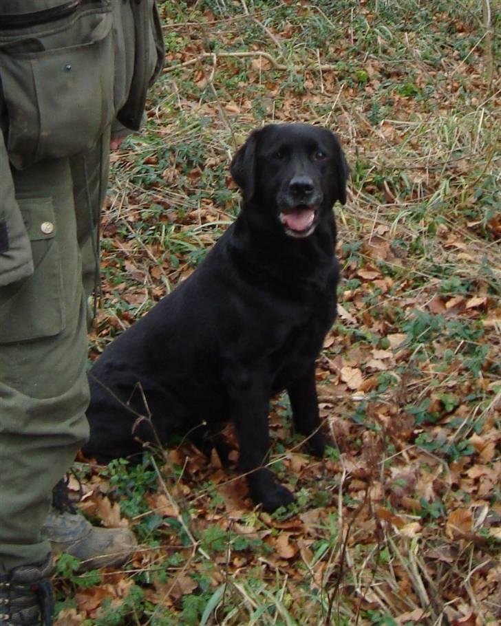 Labrador retriever Petit Deor's O'Mega - O´Mega sidder fint og venter på hun bliver sendt :) billede 14