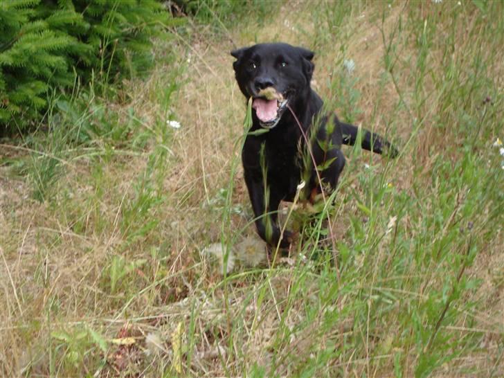 Labrador retriever Petit Deor's O'Mega - Jeg løber som vinden! billede 15