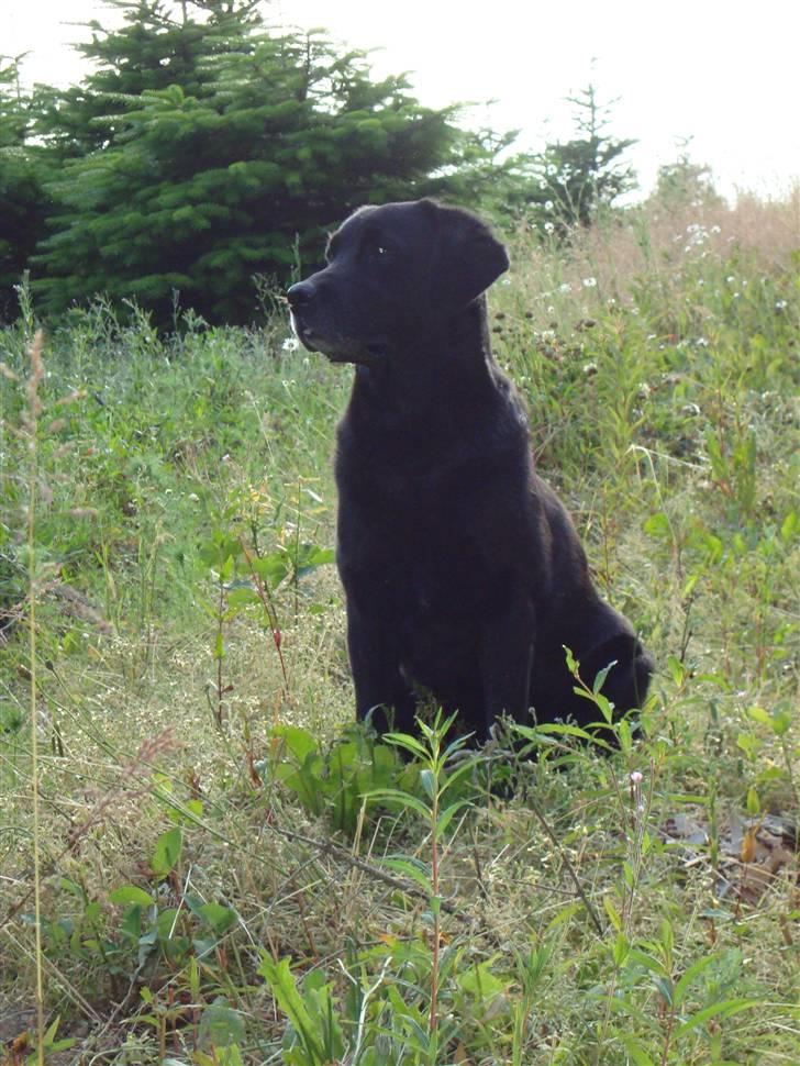 Labrador retriever Petit Deor's O'Mega - Der sker mange ting, når man kigger ind i skoven! billede 16