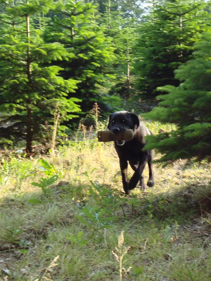 Labrador retriever Petit Deor's O'Mega - "Se, hvad jeg fandt!" billede 17