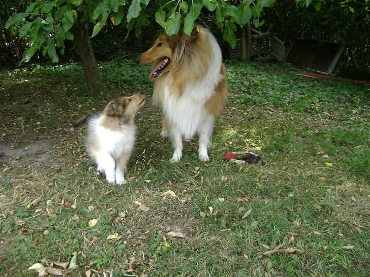 Collie langhåret Zacho - Ad, Misha slikkede mig i næsen billede 7