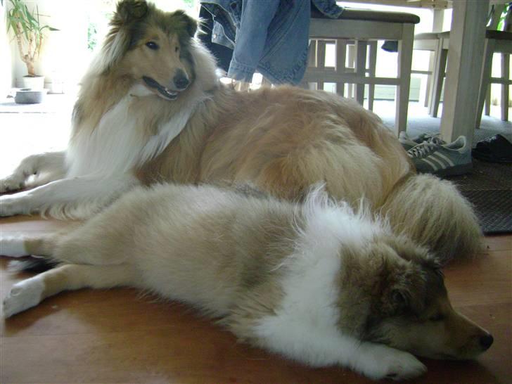 Collie langhåret Zacho - Jeg er træt efter sådan en god lang gåtur ude på marken billede 8