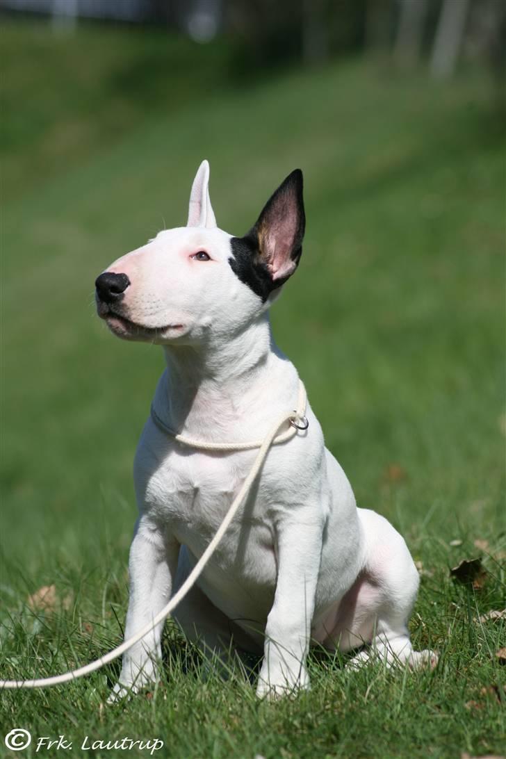 Bullterrier Bertha - Min alt for skønne dulle :) Foto: Natasja Lautrup  billede 11