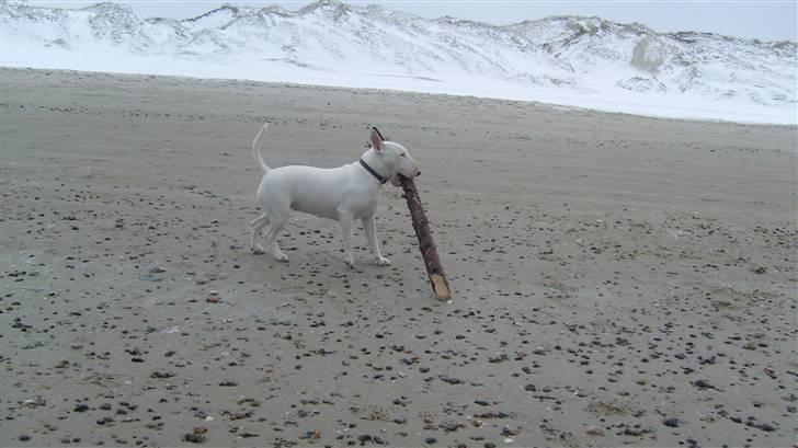 Bullterrier Bertha - strandtur billede 13