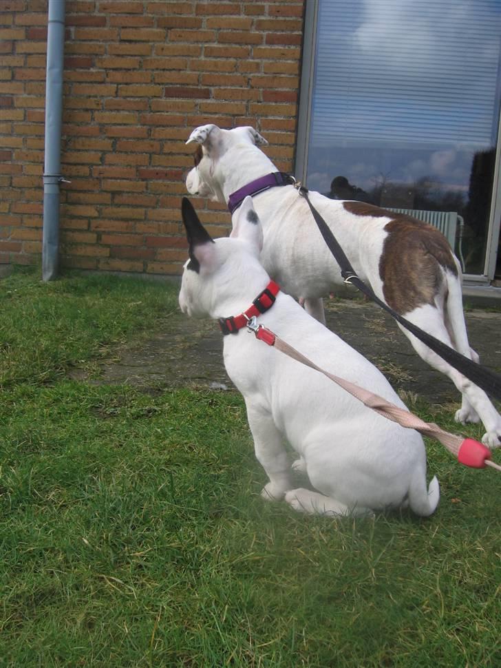 Bullterrier Bertha - bertha 9 uger gammel, her sammen med Lilo :) billede 14