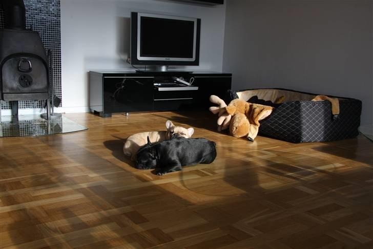 Fransk bulldog Alonso [Loke] - Jeg Elskede at putte med min Dejlige FAR. Han var så skøn. billede 20