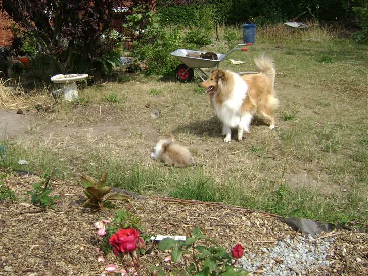 Collie langhåret Zacho - Her er der masser af plads til at spille fodbold billede 9