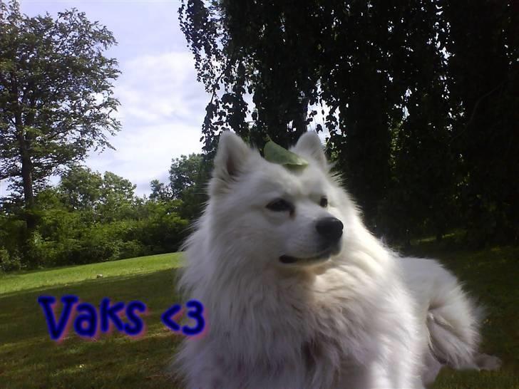 Samojedhund Vaks <3 - #Fotograf: Anne-Mette Fogh# billede 2
