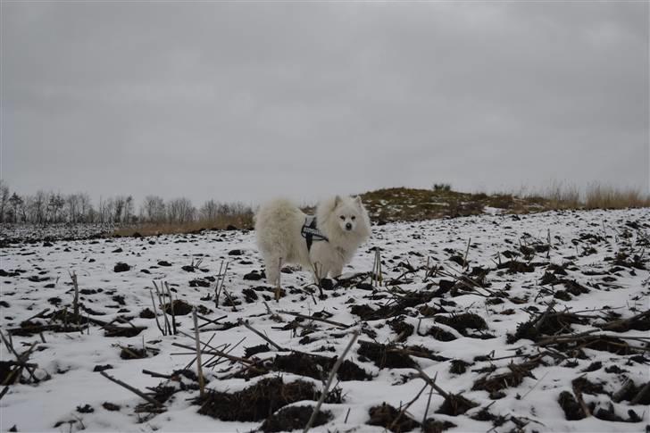 Samojedhund Vaks <3 - Der er sne på min snude O_O #Fotograf: Anne-Mette Fogh# billede 4