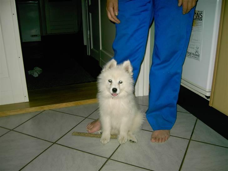 Samojedhund Vaks <3 - her er jeg som hvalp (10 uger) #Fotograf: Anne-Mette Fogh# billede 5