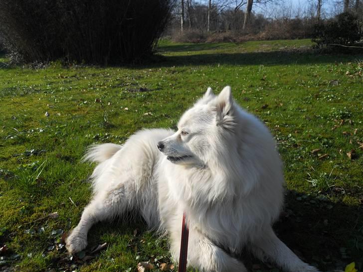 Samojedhund Vaks <3 -  #Fotograf: Anne-Mette Fogh# billede 6