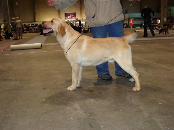 Labrador retriever Taslas Tomboy SÆLGES - Udstilling i Fredericia d. 15/2 - 09 billede 10