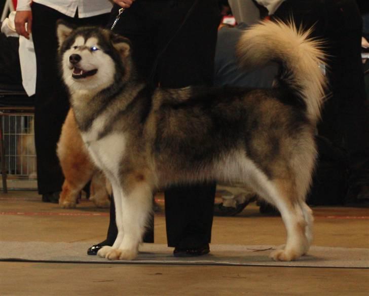 Alaskan malamute Ayrin - Ayrin i Fredericia d. 14.02.2009 billede 16